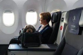 THY Business Class’ta Evcil Hayvanlara Yeniden İzin Çıktı