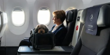 THY Business Class’ta Evcil Hayvanlara Yeniden İzin Çıktı