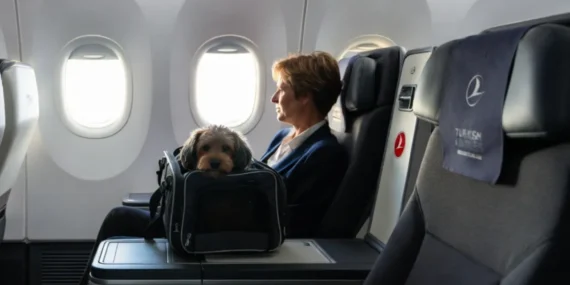 THY Business Class’ta Evcil Hayvanlara Yeniden İzin Çıktı